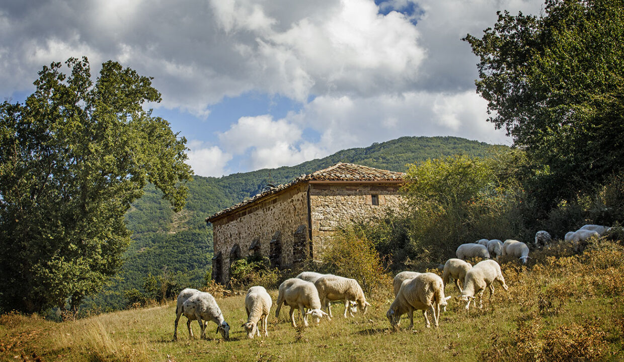pastizales_Ganado__PAT0814_09